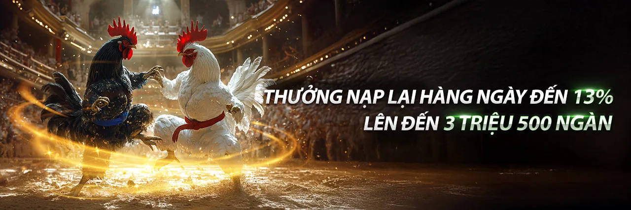 Hình ảnh chính về đá gà tại 8kbet456